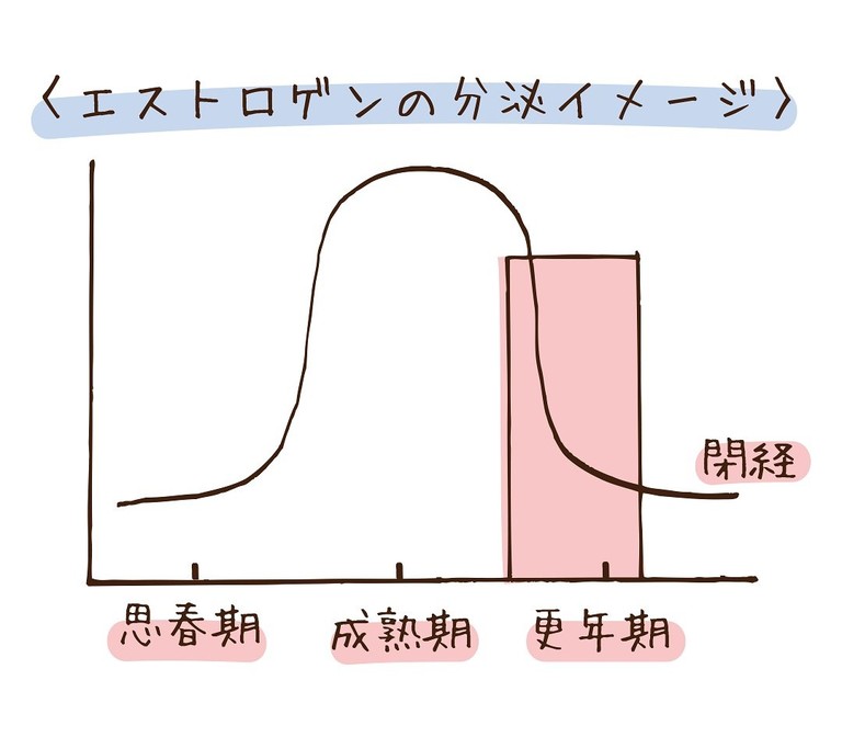 エストロゲンの分泌量が口臭に影響する