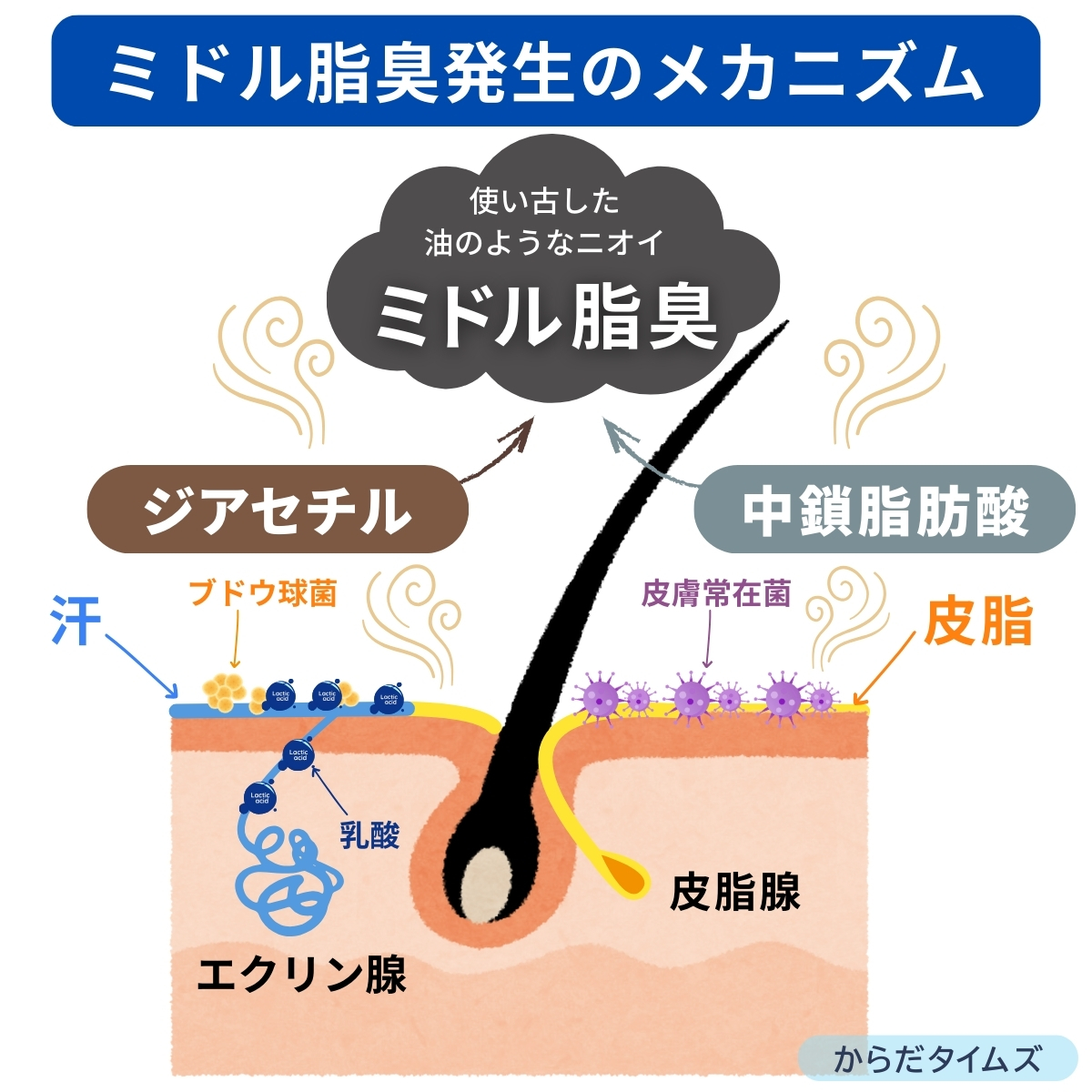 ミドル脂臭発生のメカニズム