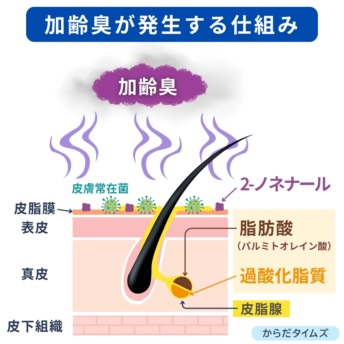 加齢臭が発生する仕組み
