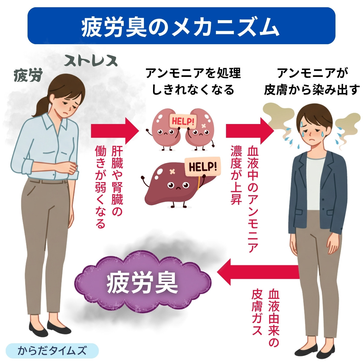 疲労臭が発生するメカニズム