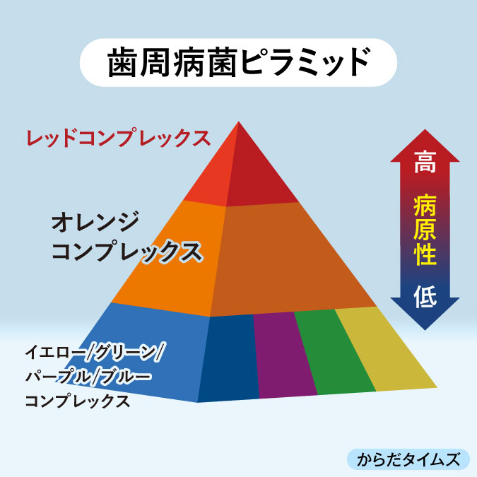 歯周病菌ピラミッド　イラスト