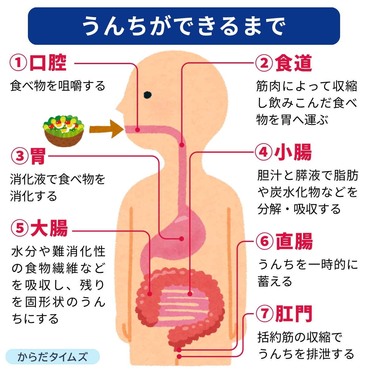 うんちを作る体の働き