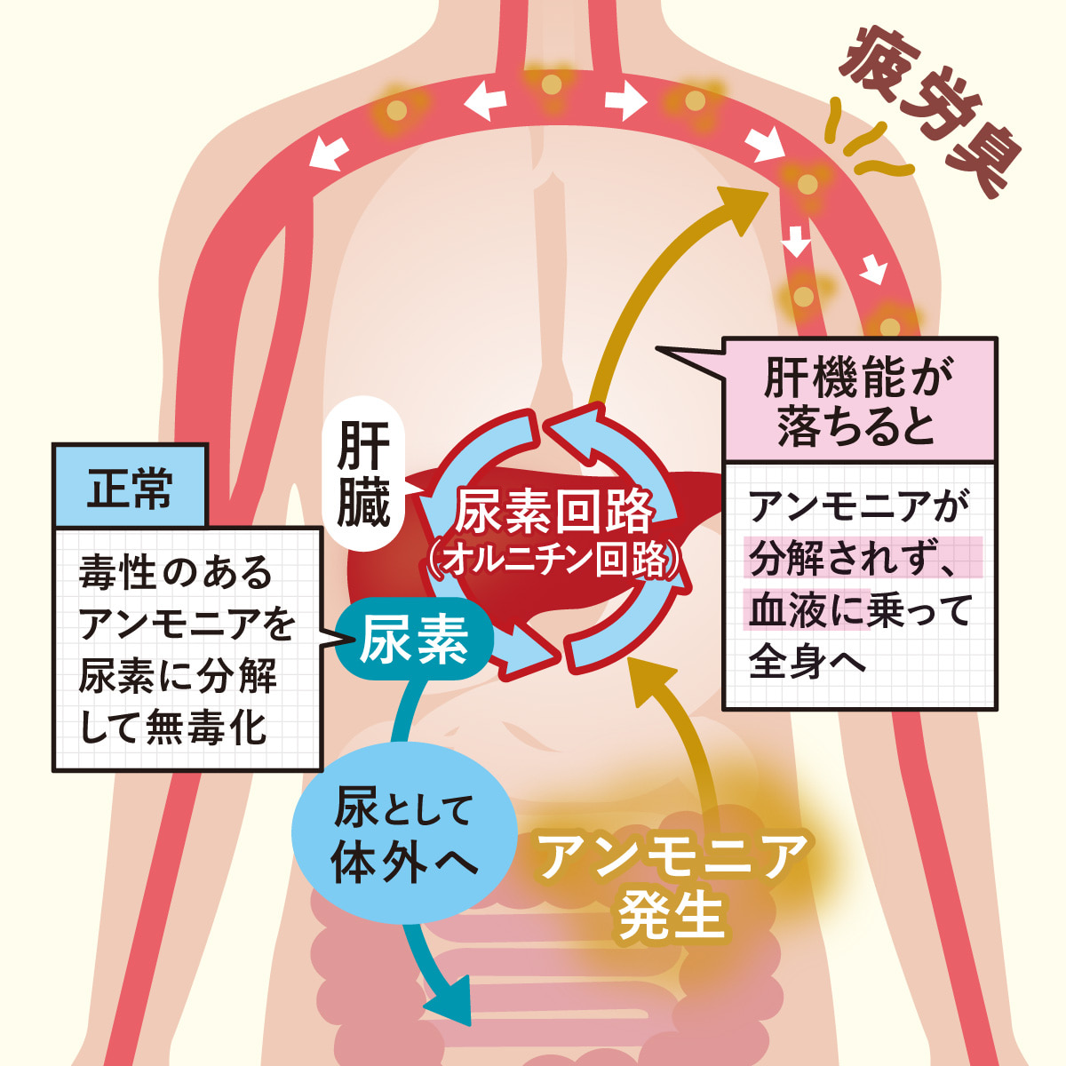 疲労臭発生のメカニズム