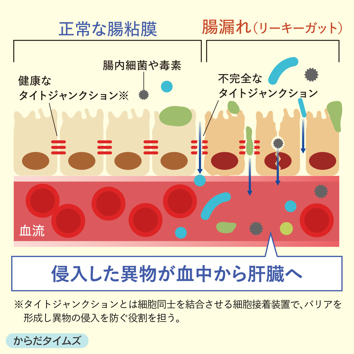 腸のタイトジャンクション