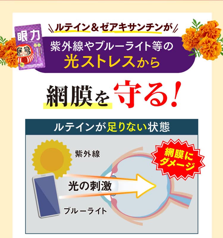 ルテイン＆ゼアキサンチンが、光ストレスから網膜を守る！